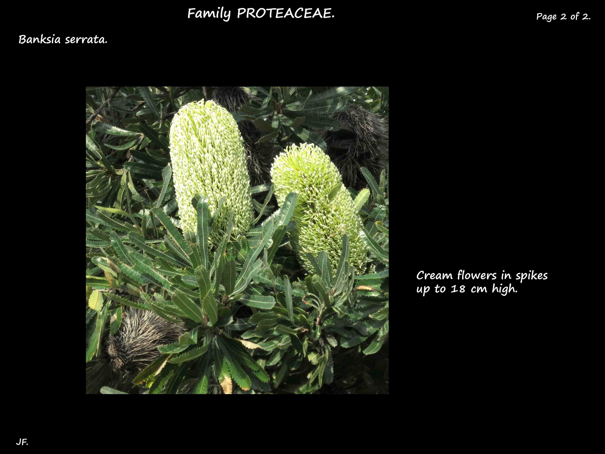 2 Banksia serrata flower spike